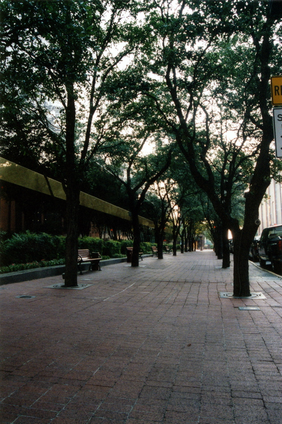 tree_sidewalk