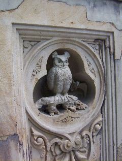 Central Park Owl